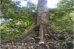 Aphananthe cuspidata